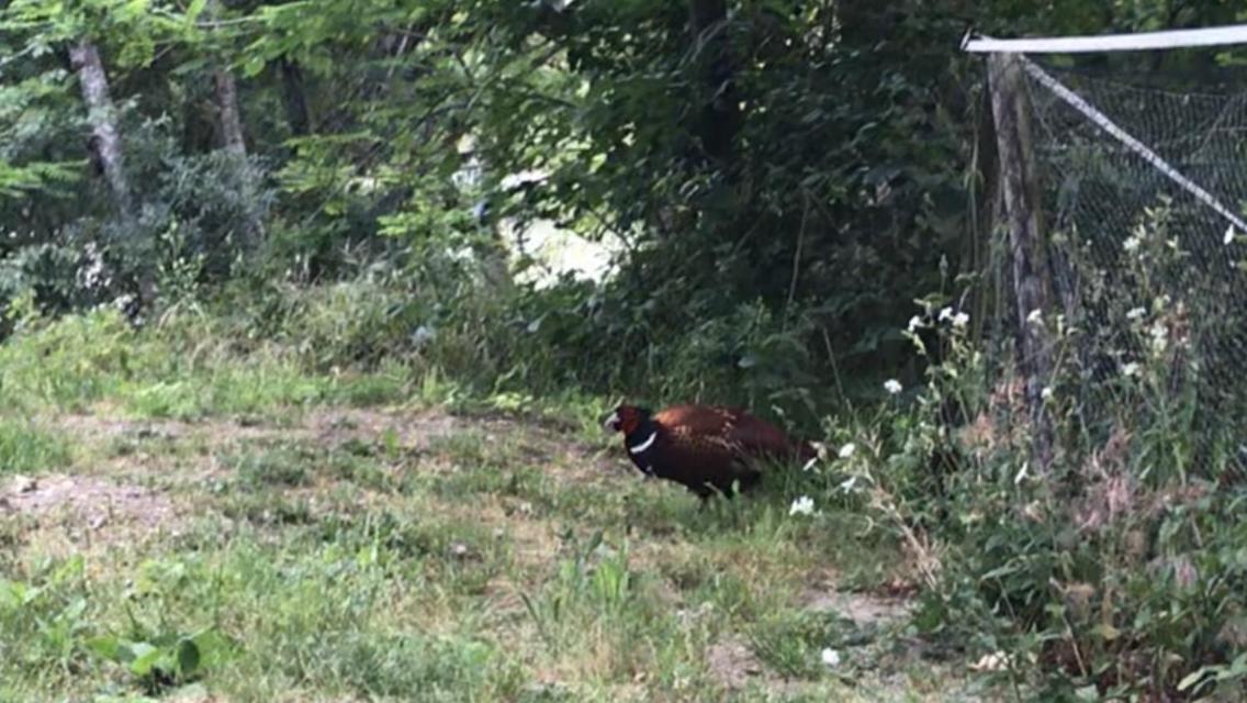 Bus Atypique Au Bord Du Canal Du Midi Et Au Coeur D'Une Foret 2 Chambres Villepinte  Exteriör bild