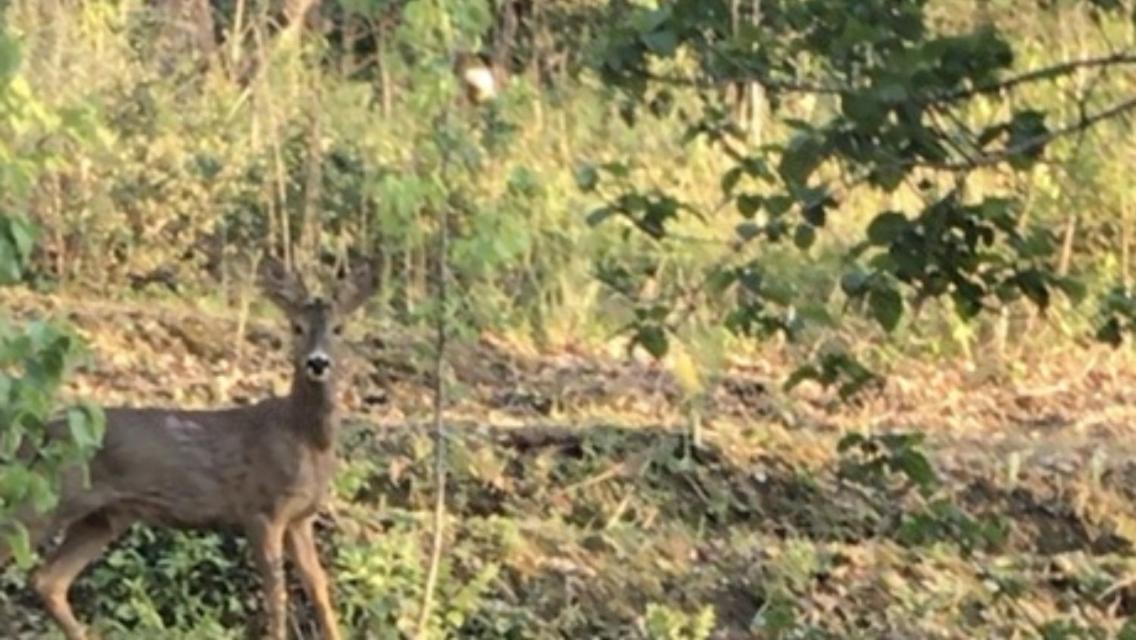 Bus Atypique Au Bord Du Canal Du Midi Et Au Coeur D'Une Foret 2 Chambres Villepinte  Exteriör bild
