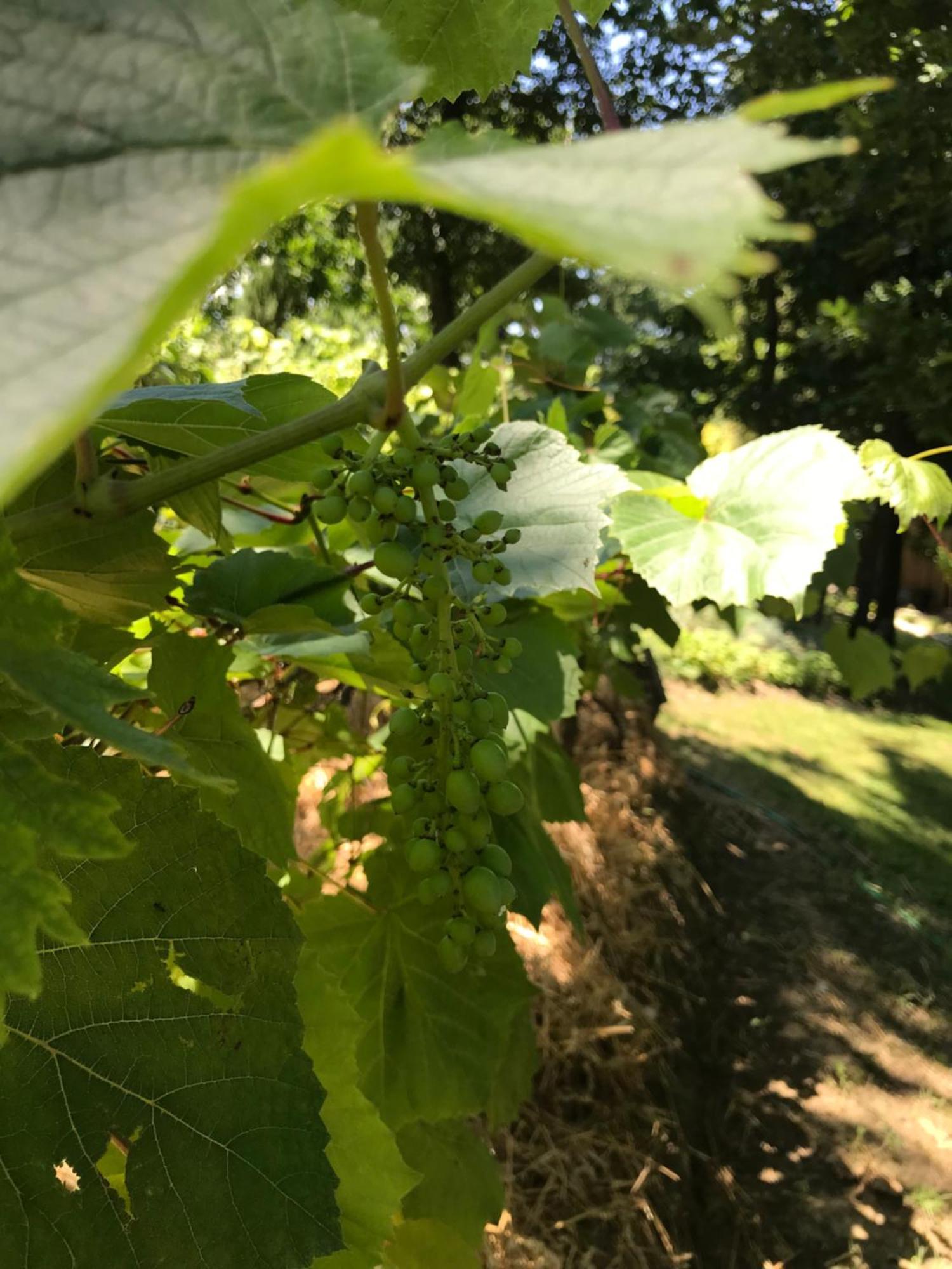 Bus Atypique Au Bord Du Canal Du Midi Et Au Coeur D'Une Foret 2 Chambres Villepinte  Exteriör bild